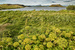 034 (2) Mývatn.jpg